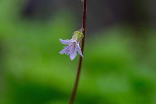 Siskiyou Mountain woodland-star (Lithophragma campanulatum)