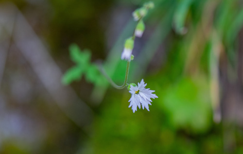 Siskiyou Mountain woodland-star (Lithophragma campanulatum)