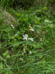 Siskiyou Mountain woodland-star (Lithophragma campanulatum)