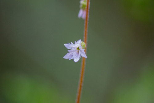 Siskiyou Mountain woodland-star (Lithophragma campanulatum)