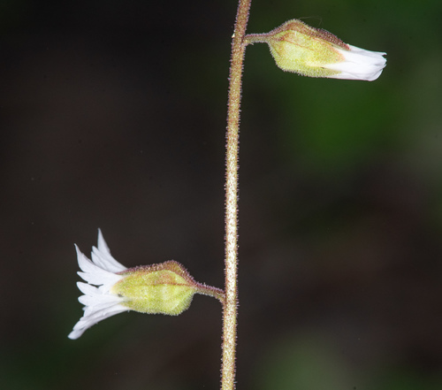Siskiyou Mountain woodland-star (Lithophragma campanulatum)