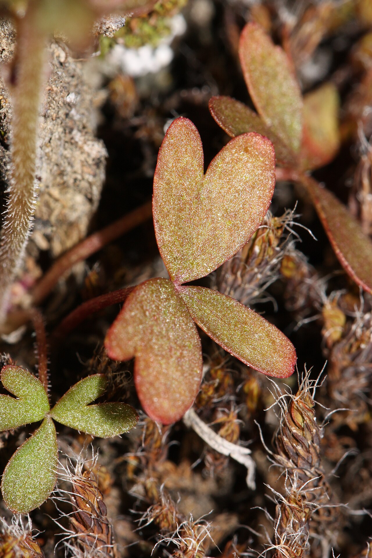 Bulbous woodland-star: Bulbous Woodland-star, Bulbiferous Prairie-star