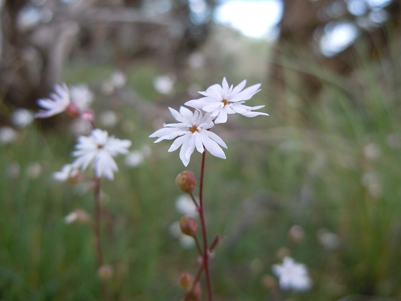 Bulbous woodland-star: Lithophragma is an early flowering herb that seems to be a bit more common in slightly upland rocky sites.