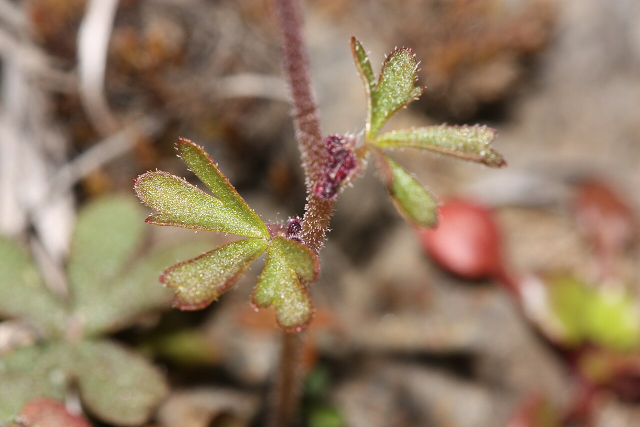 Bulbous woodland-star: Bulbous Woodland-star, Bulbiferous Prairie-star