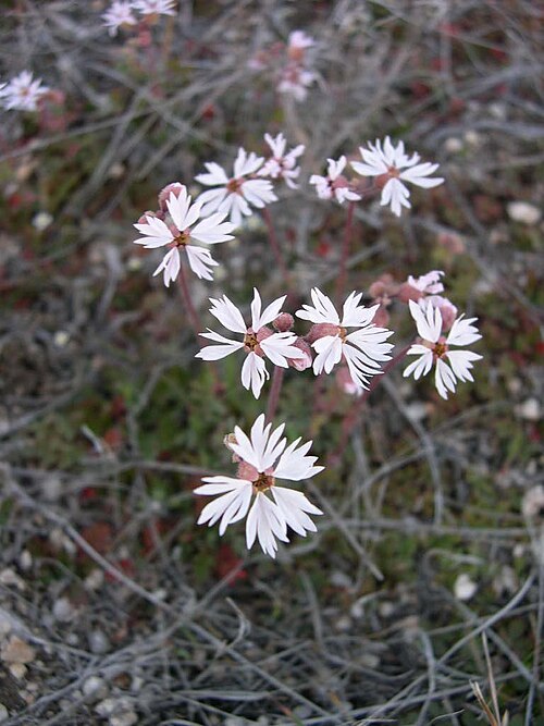 Bulbous woodland-star: Lithophragma glabrum flowers in southwest Idaho