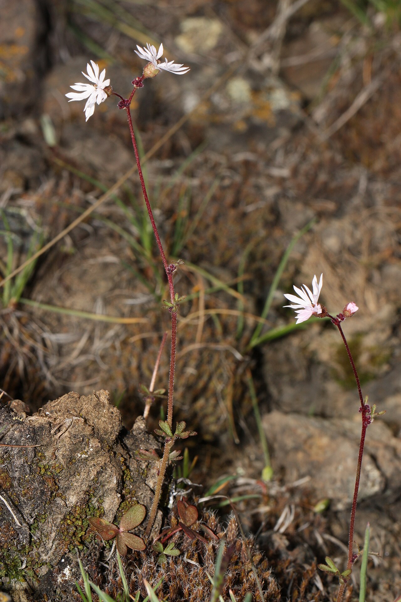 Bulbous woodland-star: Bulbous Woodland-star, Bulbiferous Prairie-star