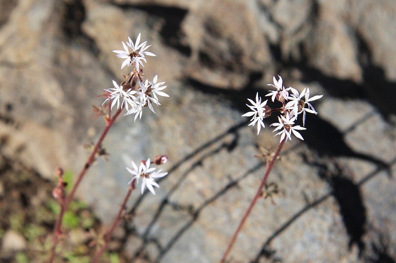 Bulbous woodland-star: Rock star (Lithophragma glabrum) flowers, with deeply lobed petals, on red stems. At 2,976 m (9,764 ft) along High Trail (part of Pacific Crest Trail) below Agn
