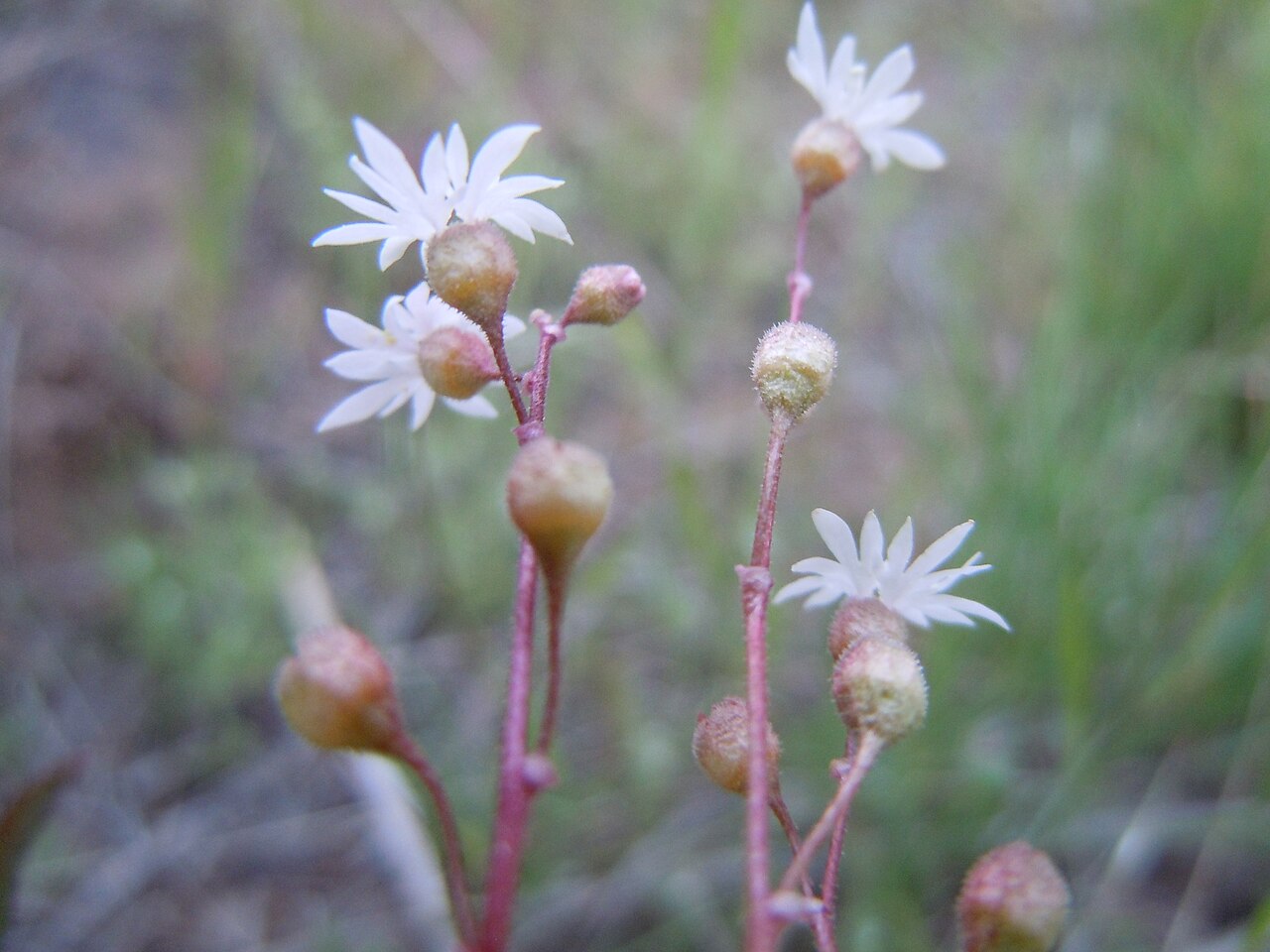 Bulbous woodland-star: Lithophragma is an early flowering herb that seems to be a bit more common in slightly upland rocky sites.