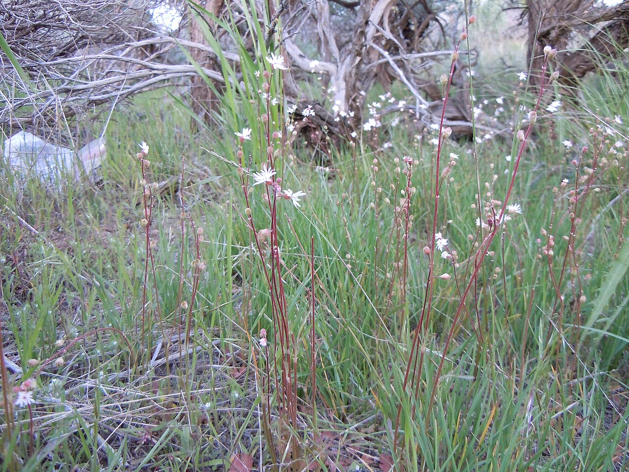 Bulbous woodland-star: Lithophragma is an early flowering herb that seems to be a bit more common in slightly upland rocky sites.