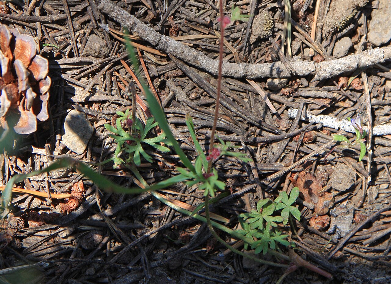 Bulbous woodland-star: Rock star (Lithophragma glabrum), lobed basal leaves, and red bulbils on stems. At 2,976 m (9,764 ft) along High Trail (part of Pacific Crest Trail) below Agnew