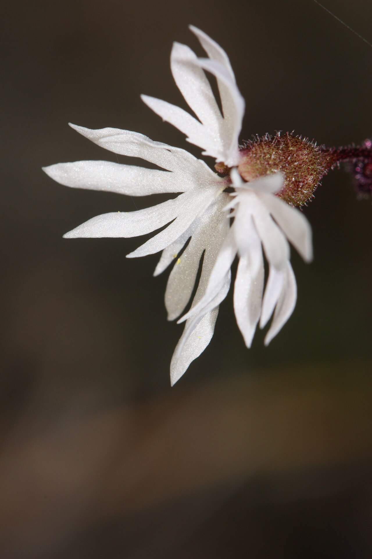 Bulbous woodland-star: Bulbous Woodland-star, Bulbiferous Prairie-star