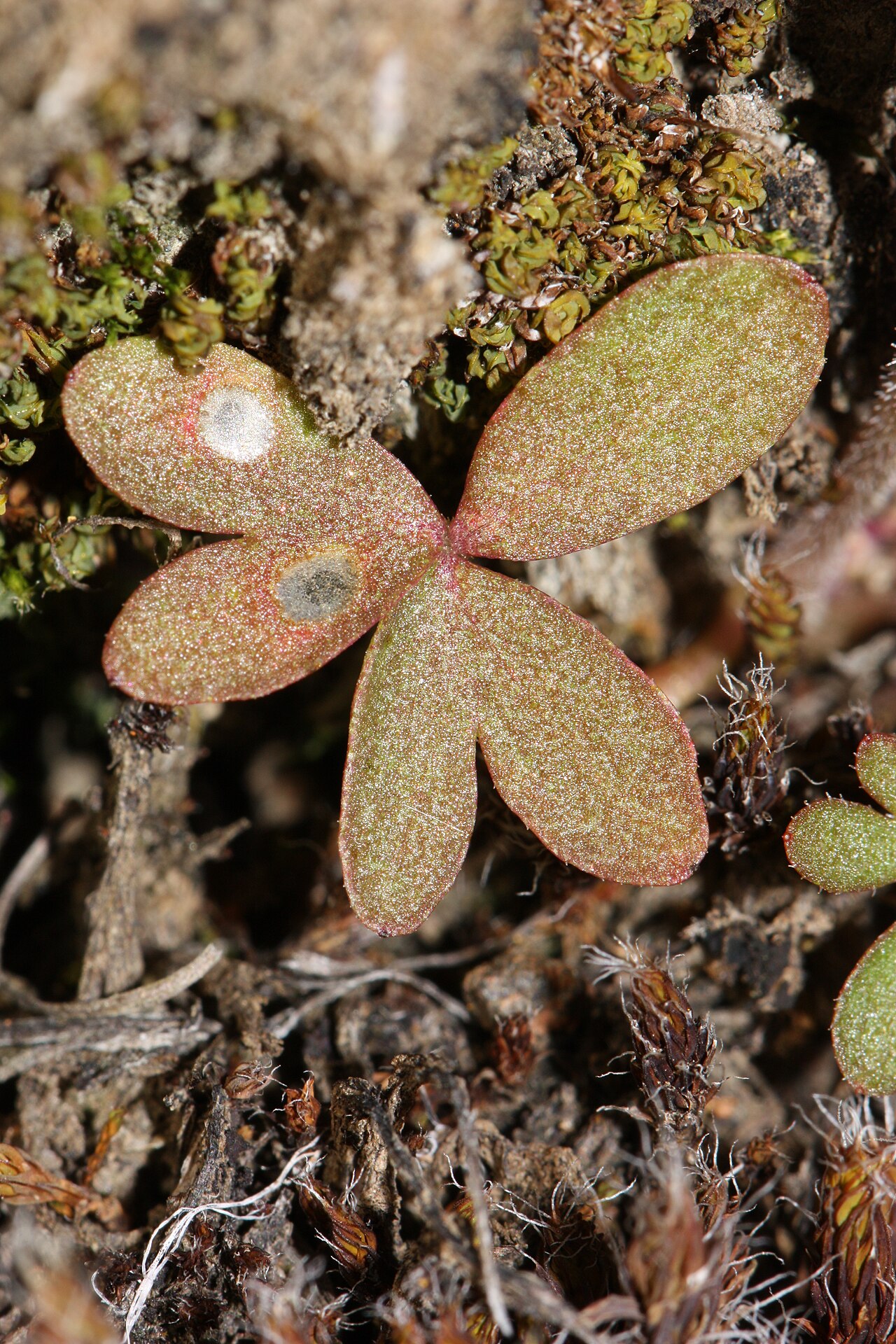 Bulbous woodland-star: Bulbous Woodland-star, Bulbiferous Prairie-star