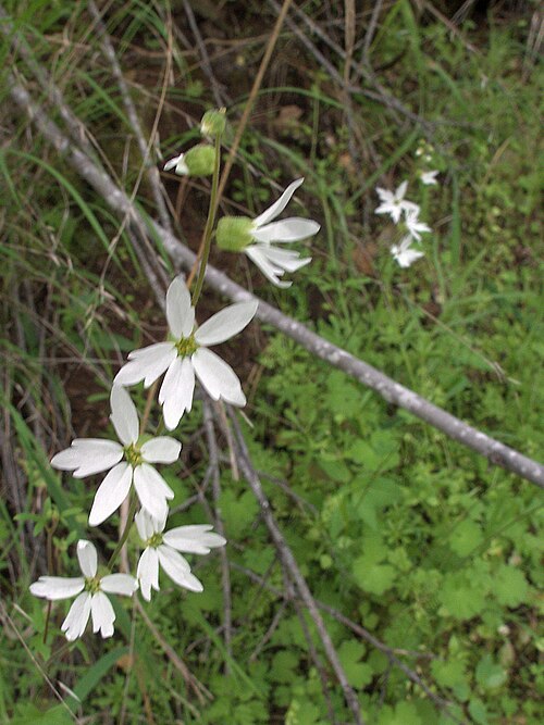 Hillside woodland-star: Lithophragma heterophyllum—hill (or woodland) star.
