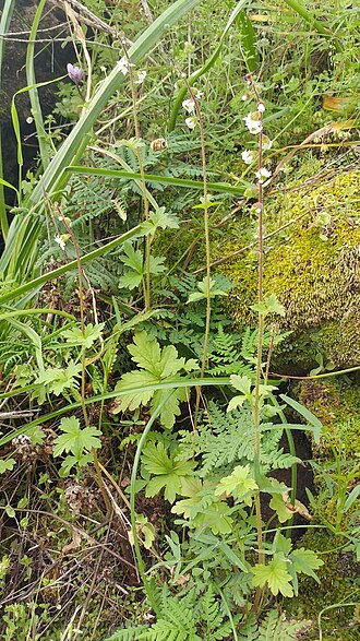 San Clemente Island woodland-star: San Clemente Island woodland star