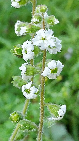 San Clemente Island woodland-star: San Clemente Island woodland star