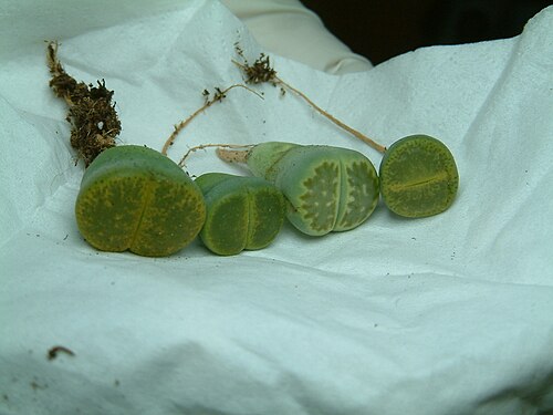 Lithops aucampiae: The small pots I bought contained young individual lithops, growing just at the positions where a handsweep placed the seeds. They looked overcrowded, so i took