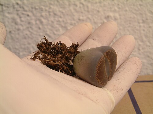 Lithops aucampiae: The small pots I bought contained (here: an older plant) individual lithops, growing just at the positions where a handsweep placed the seeds. They looked overc