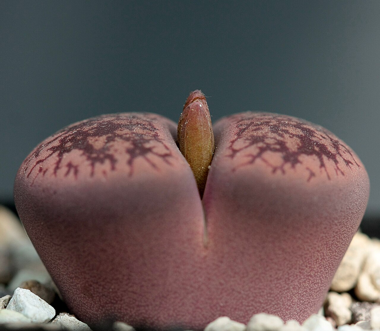 Lithops aucampiae: Lithops aucampiae