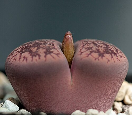 Lithops aucampiae
