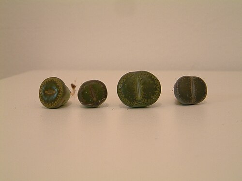 Lithops aucampiae: Green variants of "Lithops aucampiae", now i know my favourite species' name. First collected in South Africa by a Miss Juanita Aucamp in 1929. The plants look