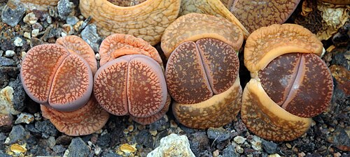 Lithops aucampiae: Lithops aucampiae