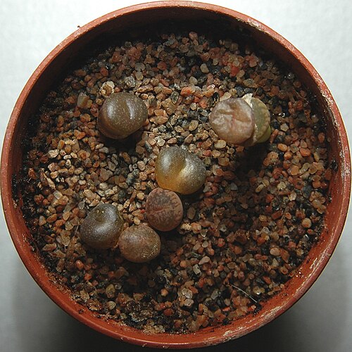 Lithops aucampiae: Lithops aucampiae loosing there cotyledons.