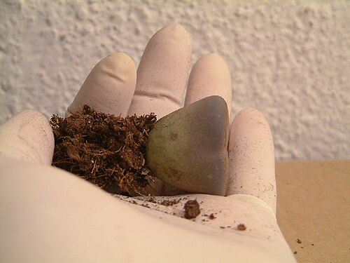 Lithops aucampiae: The small pots I bought contained (here: an older plant) individual lithops, growing just at the positions where a handsweep placed the seeds. They looked overc