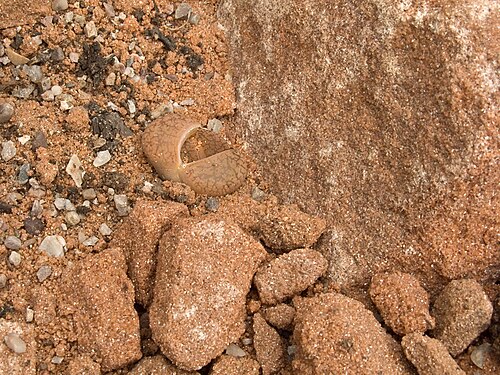Lithops aucampiae: Lithops aucampiae var. koelmanii in cultivation at the en:Birmingham Botanical Gardens , showing the way in which plants are camouflaged when growing in appropr