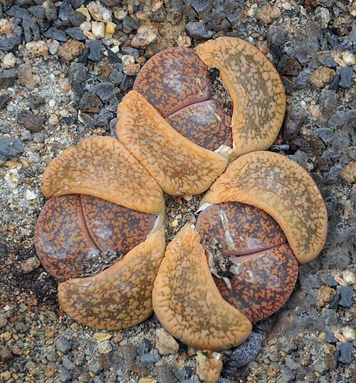 Lithops aucampiae: Lithops aucampiae