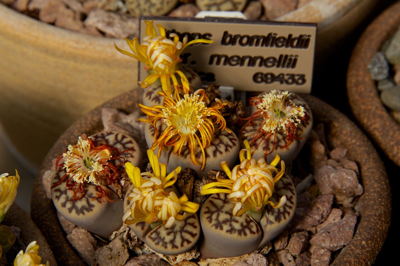 Lithops bromfieldii: Lithops bromfieldii. At Huntington Library, Art Collections and Botanical Gardens.