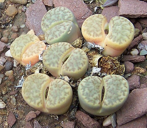 Lithops bromfieldii: Lithops bromfieldii var. mennellii , St. Gallen strain