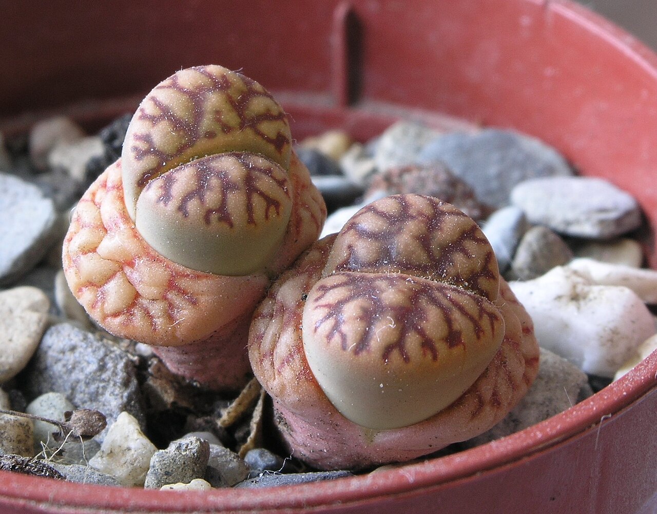 Lithops bromfieldii: Lithops bromfieldii