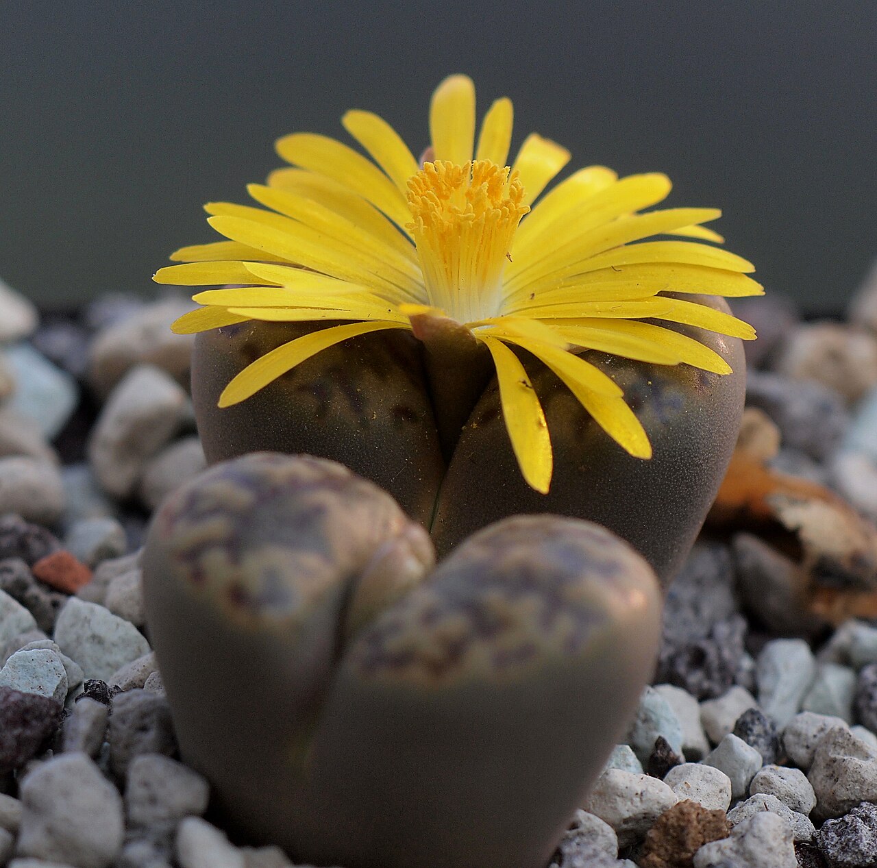 Lithops bromfieldii: Lithops bromfieldii
