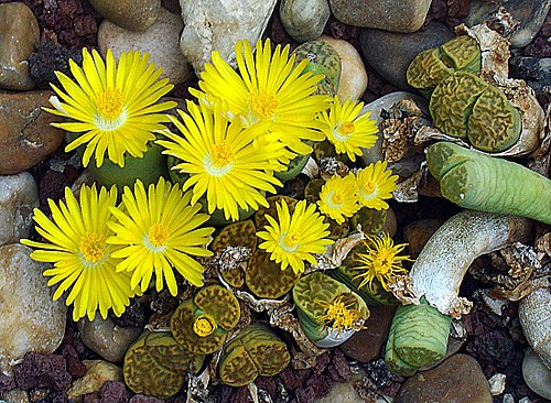 Lithops bromfieldii: One of the Living Stone Plants of South Africa. Kew Gardens, London.