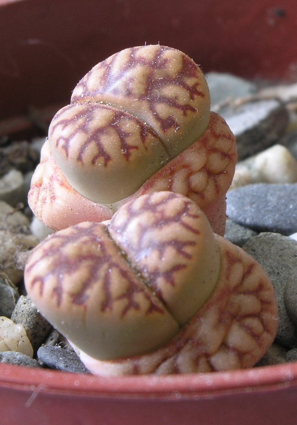 Lithops bromfieldii: Lithops bromfieldii changing leaf pair