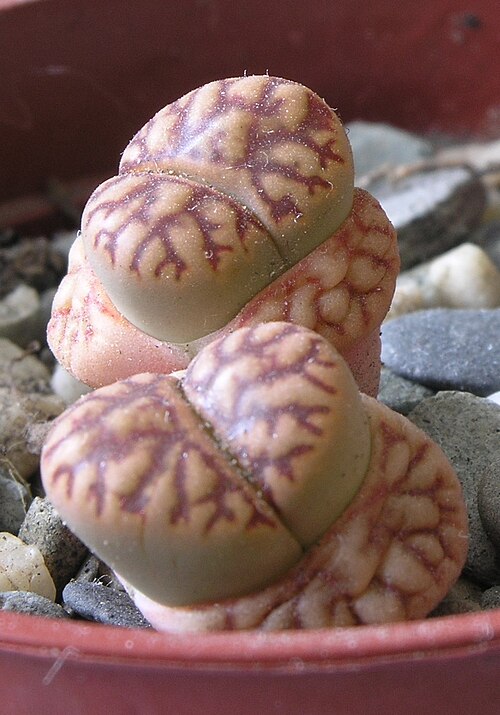 Lithops bromfieldii: Lithops bromfieldii changing leaf pair