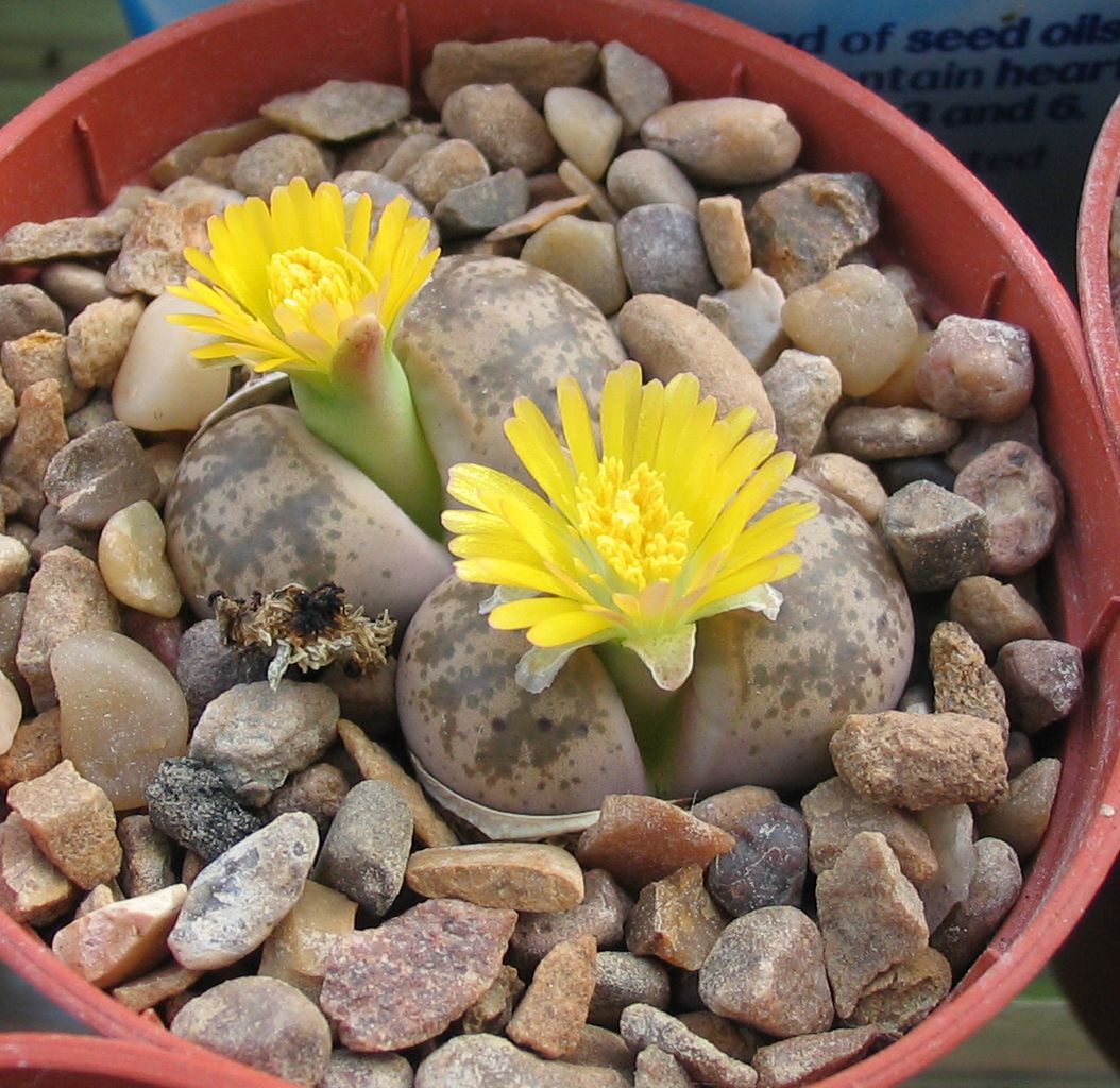 Lithops coleorum: Lithops coleorum in cultivation