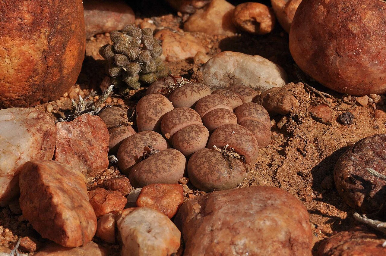 Lithops coleorum: Lithops coleorum