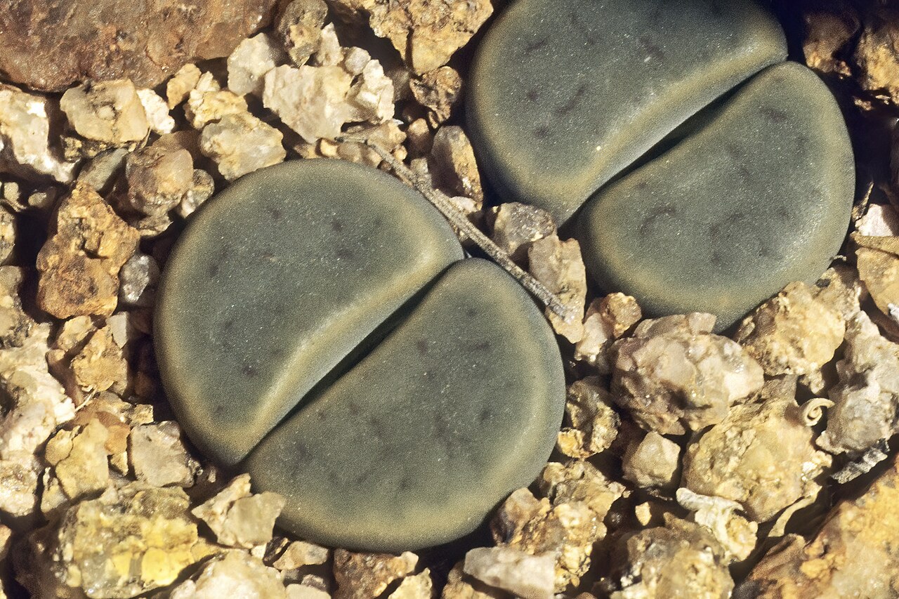 Lithops dinteri: Lithops schwantesii subsp. schwantesii var. marthae (considered by some a synonym of Lithops dinteri ), plants; between Aus and Witputz, ||Karas Region, Namibia