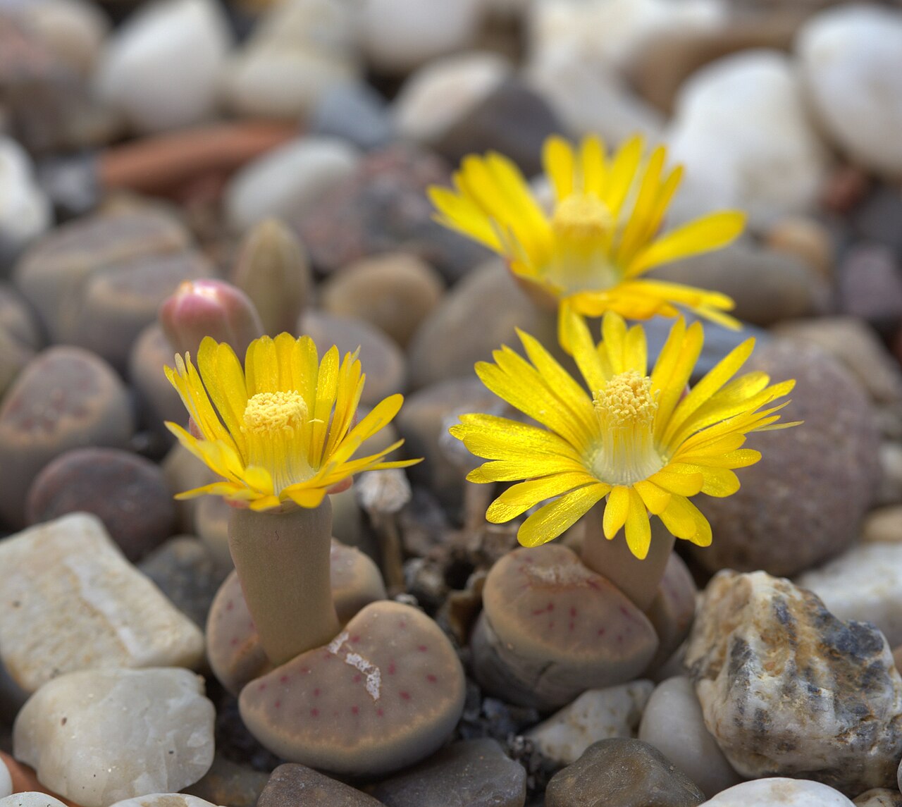 Lithops dinteri: Lithops dinteri in Gothenburg botanical garden. Plant id: 2012-1455 p Z -- Haage Ka.