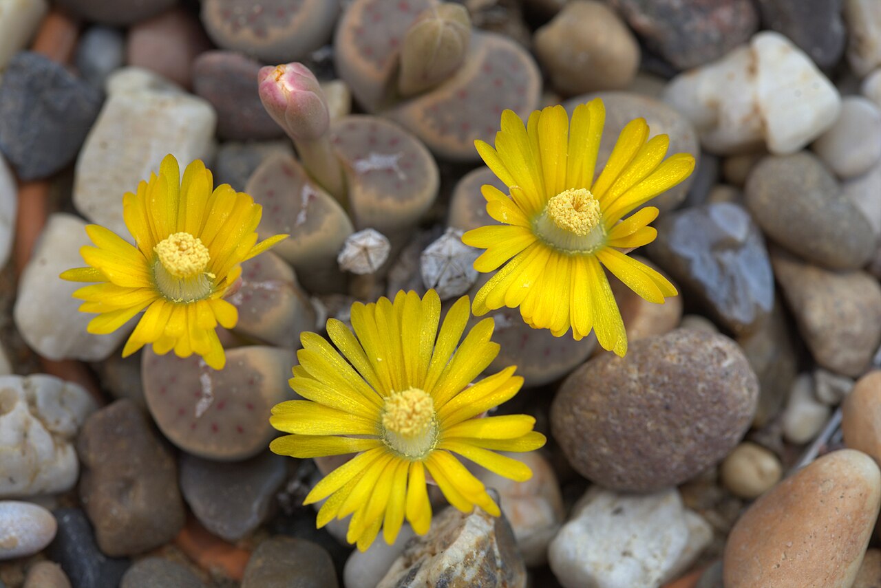 Lithops dinteri: Lithops dinteri in Gothenburg botanical garden. Plant id: 2012-1455 p Z -- Haage Ka.
