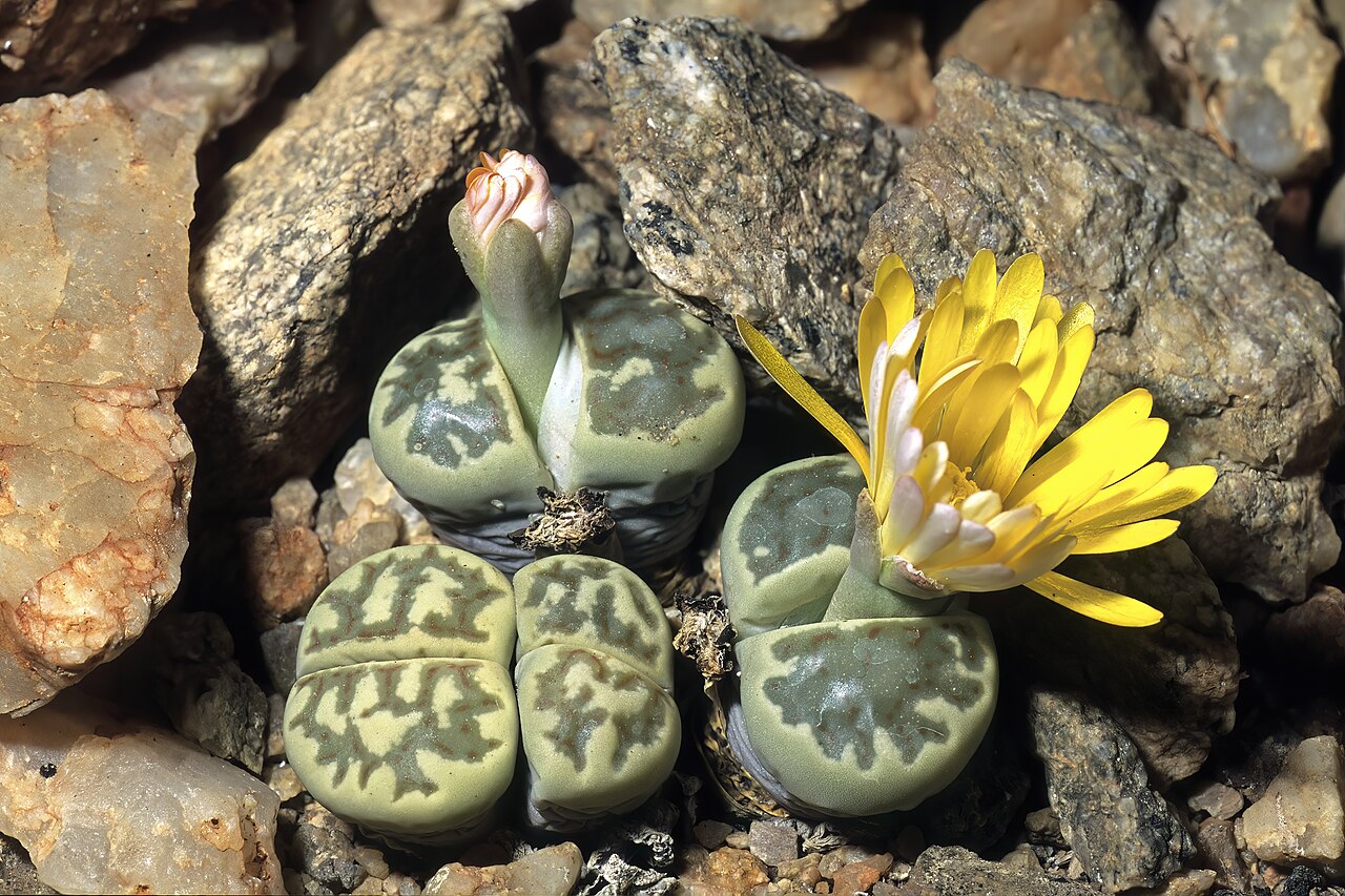 Lithops dinteri: Lithops dinteri , form also known as Lithops dorotheae , plants in flower; Manie van der Schijff Botanical Garden, University of Pretoria, Pretoria, Gauteng, So