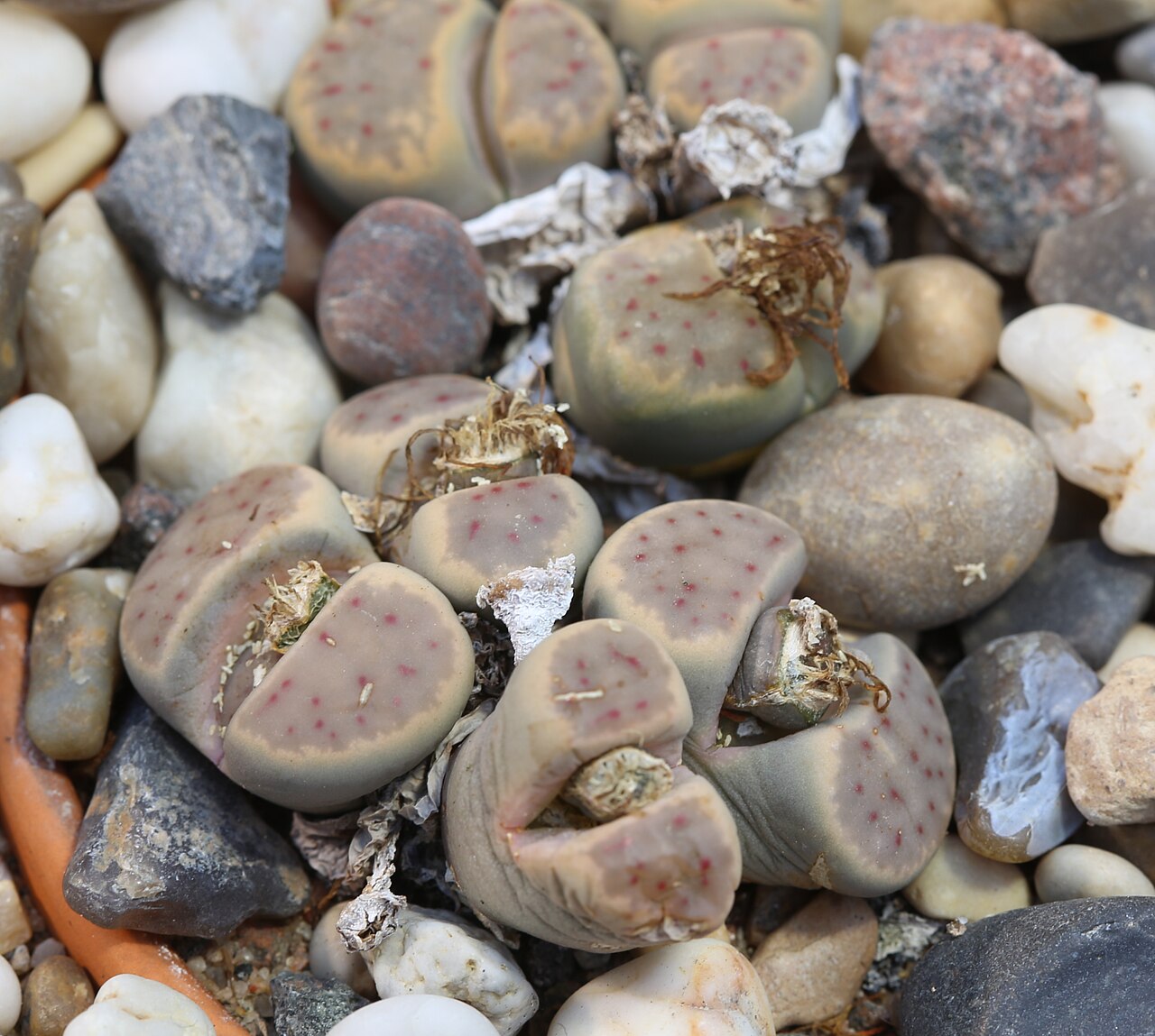 Lithops dinteri: Lithops dinteri at Gothenburg Botanical Garden 2015. Plant id: 2012-1455 p Z -- Haage Ka.; C206
