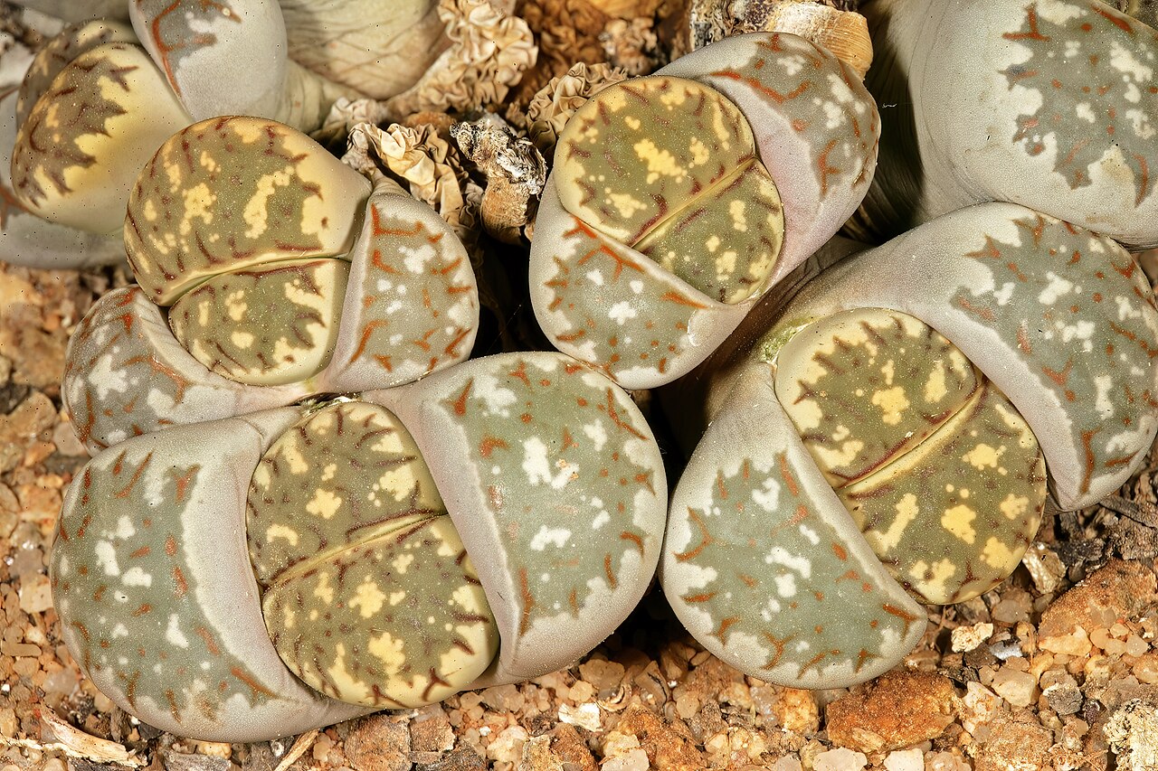 Lithops dinteri: Lithops dinteri , form also known as Lithops dorotheae , plants with new leaves forming; Manie van der Schijff Botanical Garden, University of Pretoria, Pretori