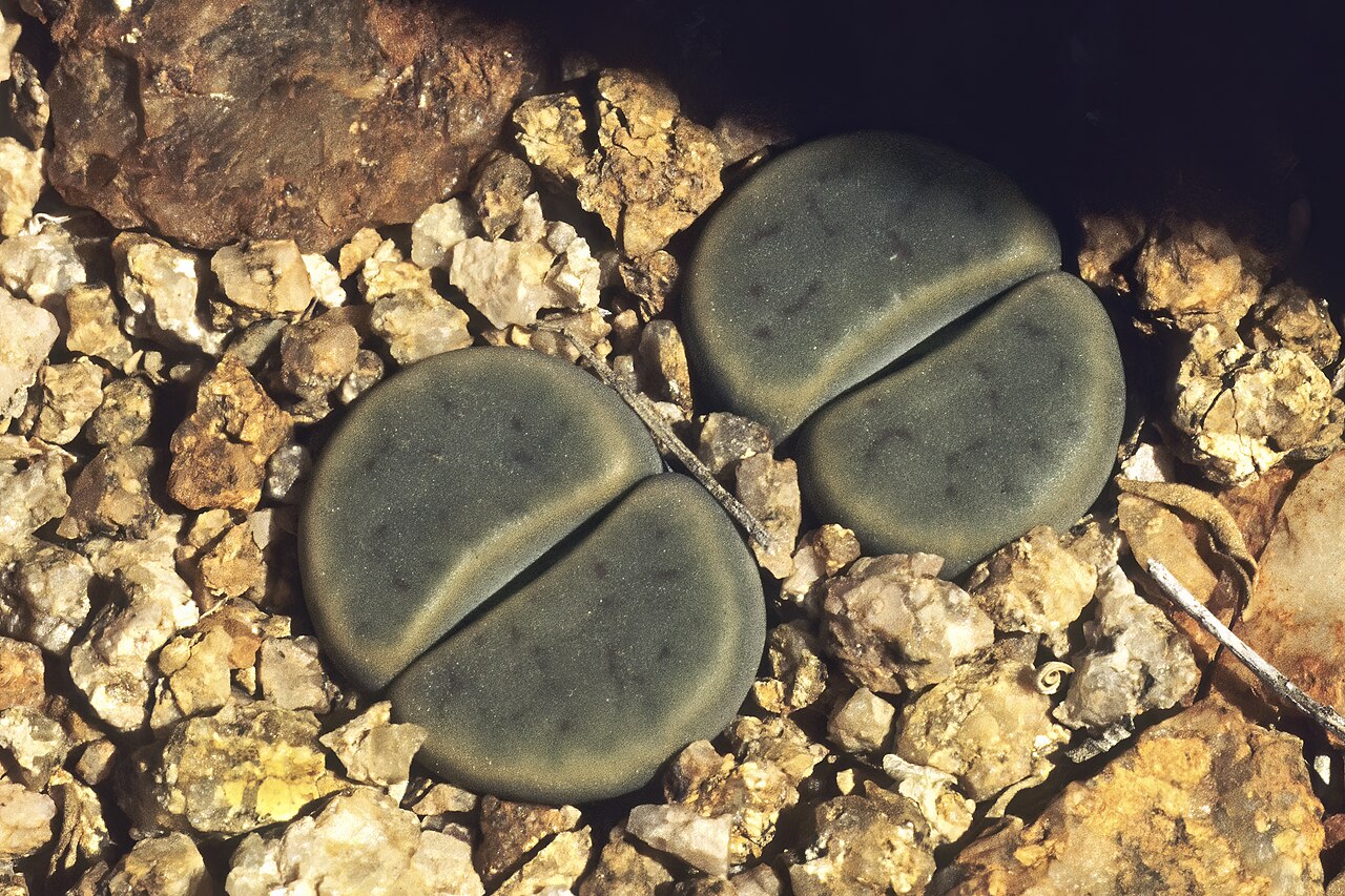 Lithops dinteri: Lithops schwantesii subsp. schwantesii var. marthae (considered by some a synonym of Lithops dinteri ) plants; between Aus and Witputz, ||Karas Region, Namibia
