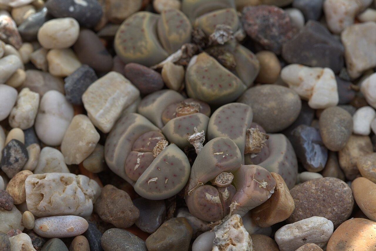 Lithops dinteri: Lithops dinteri in Gotehenburg Botanical Garden in 2015. Plant id: 2012-1455 p Z -- Haage Ka.
