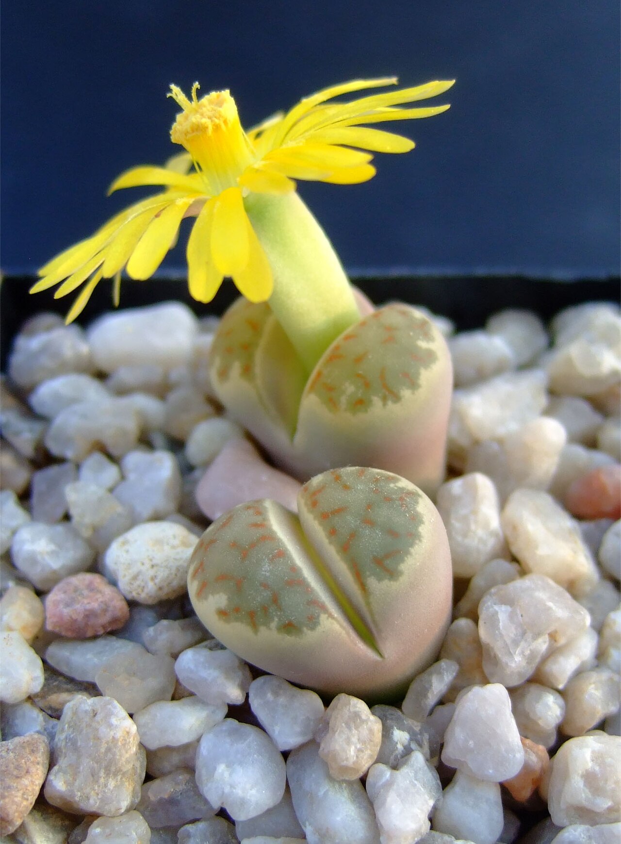 Lithops dorotheae: Lithops dorotheae
