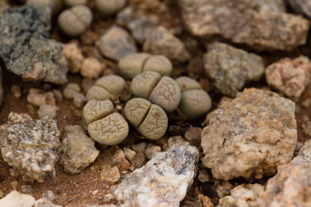 Lithops francisci: Lithops francisci -0258