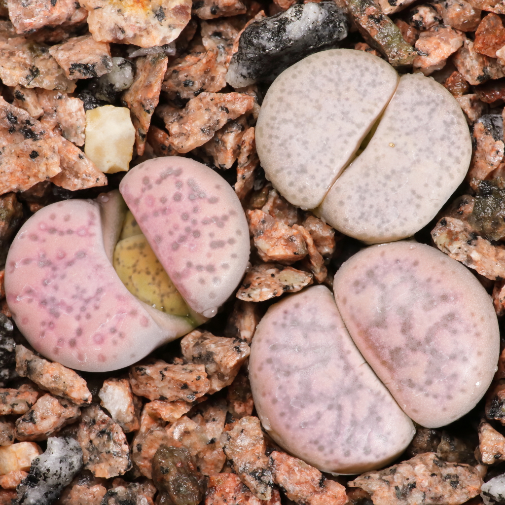 Lithops francisci: Lithops francisci i min privata samling.