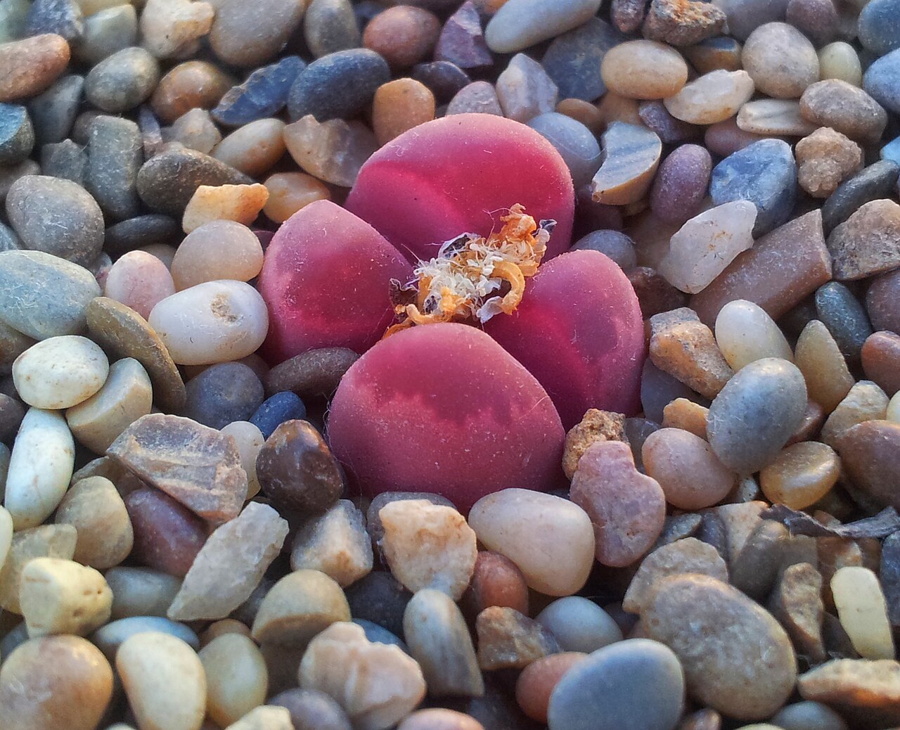 Lithops optica: Lithops optica - rubra variety